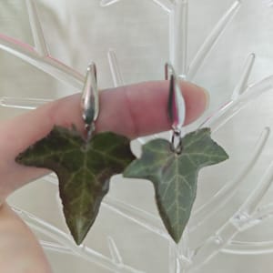 Cercei Iedera - Thumbnail 3